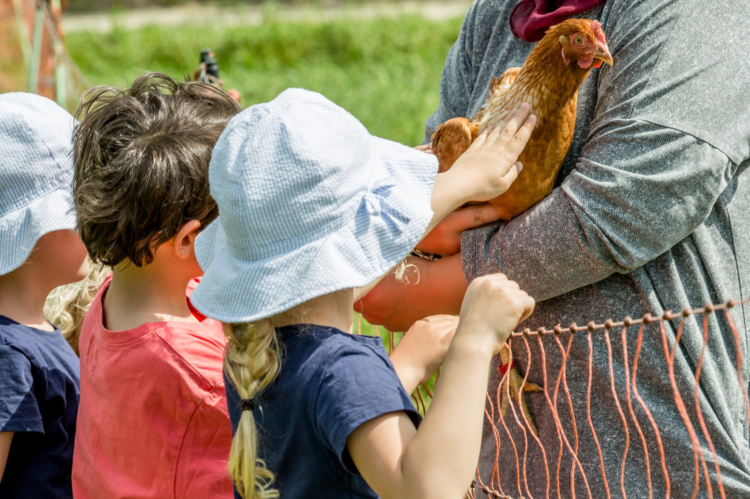 Kinder bei den Hühnern