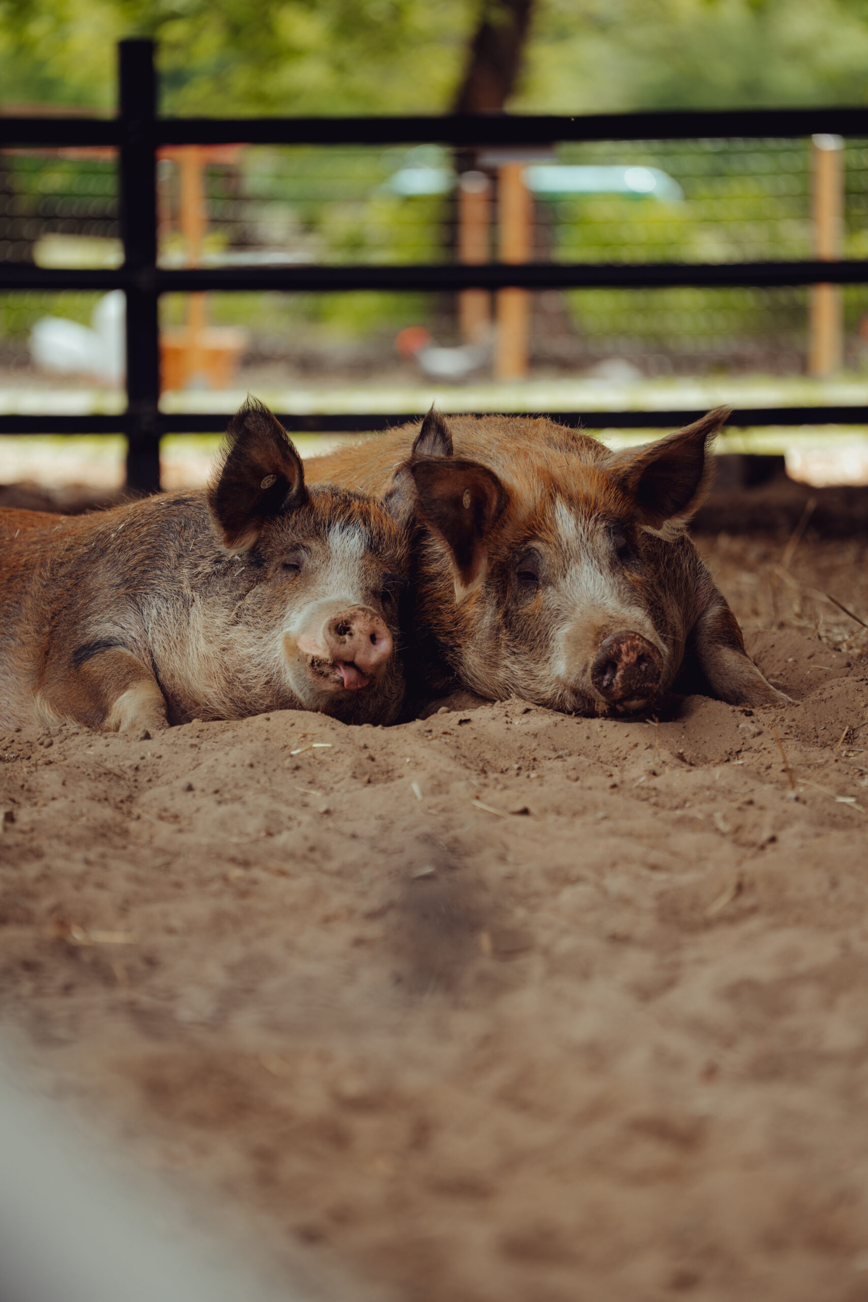 Unsere Schweine auf dem Bauernhof