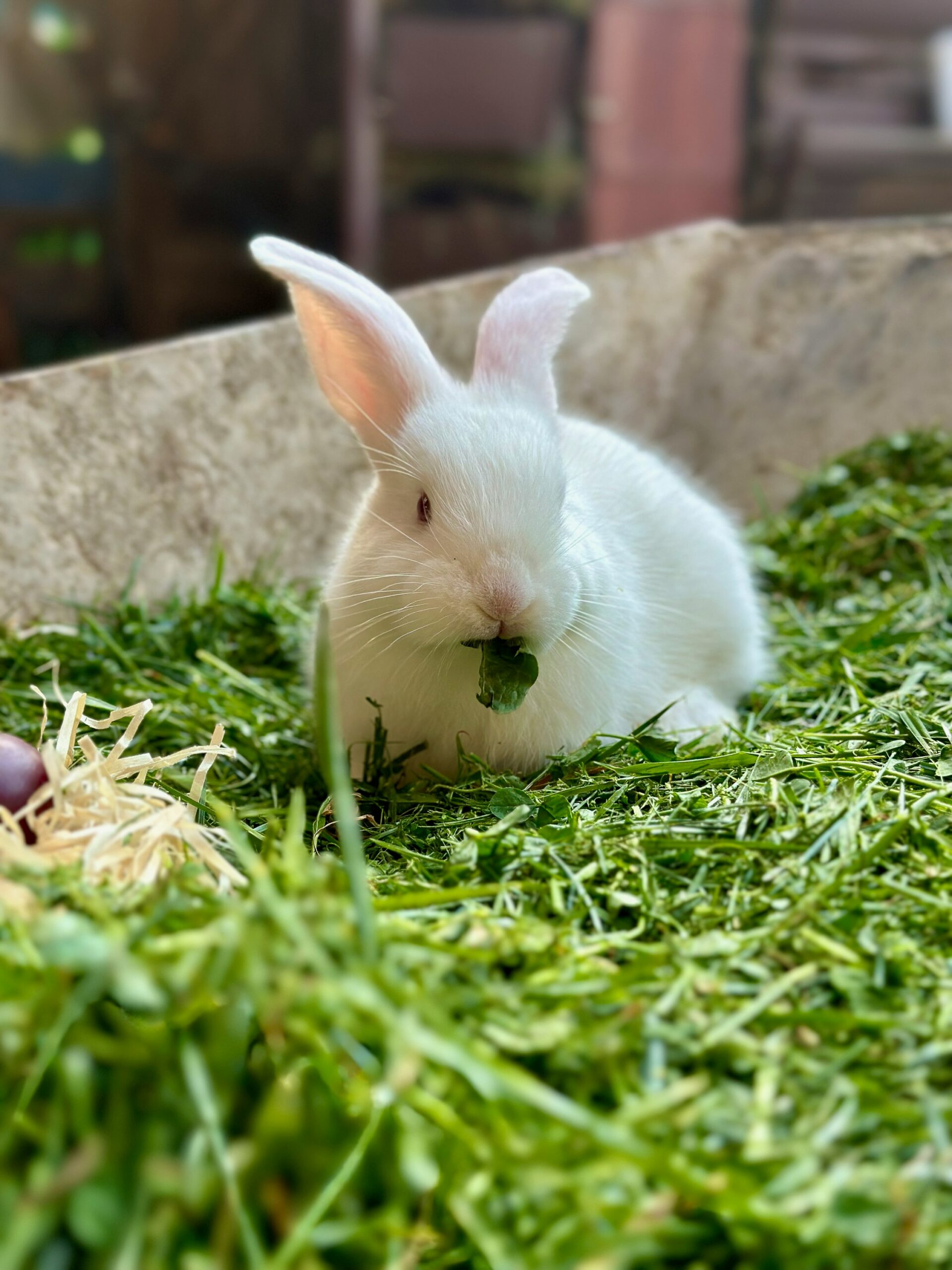 Kaninchen füttern