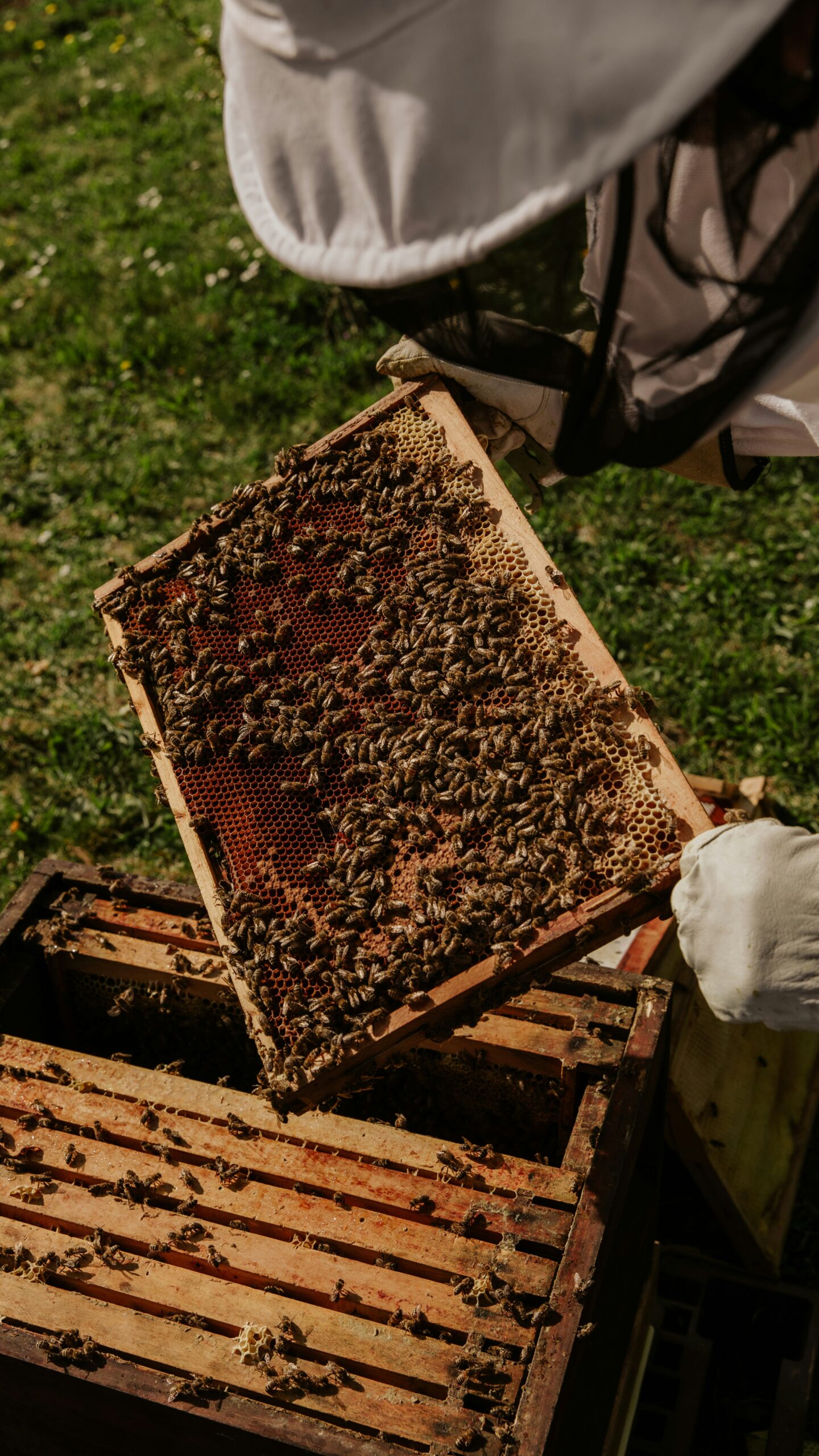 Honigbienen
